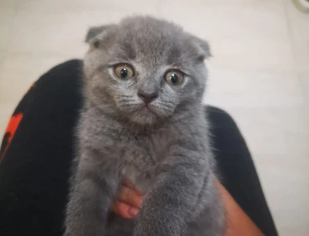 1 Yaşında Scottish Fold Yuva Arıyor - 4445