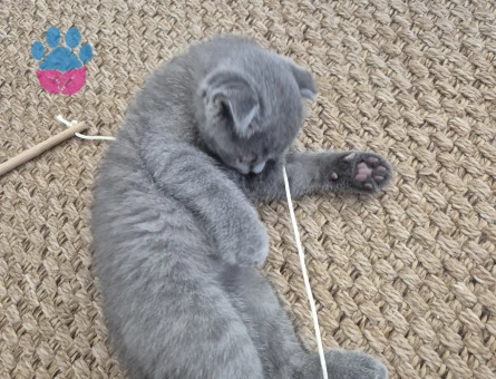 1 Yaşında Scottish Fold Yuva Arıyor
