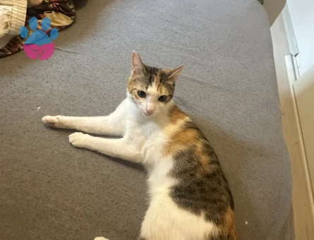 1 Yaşında Tekir Kedi