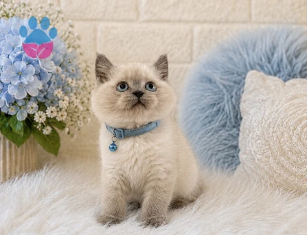 British Shorthair Erkek Bluepoint 2 Aylık - 4448