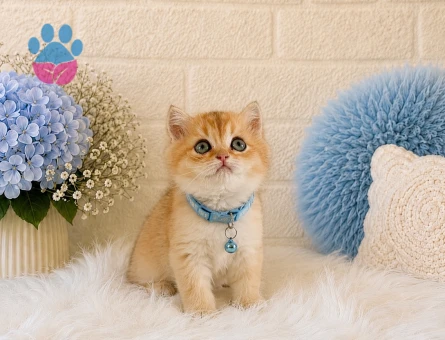 British Shorthair Golden Özel Ren Yavrumuz - 4449