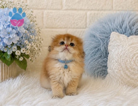 Scottish Fold Longhair Golden Erkek