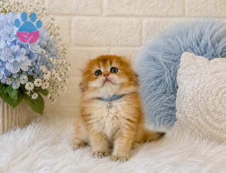 Scottish Fold Longhair Golden Erkek - 4450