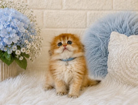 Scottish Fold Longhair Golden Erkek - 4450