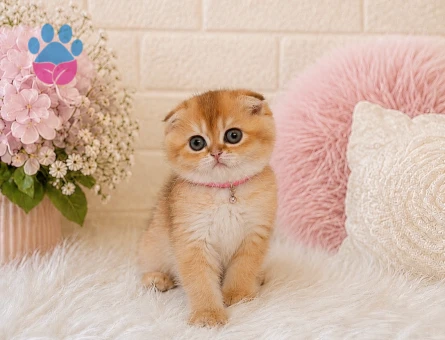 Scottish Fold Golden Dişi Sempatik Yavrumuz