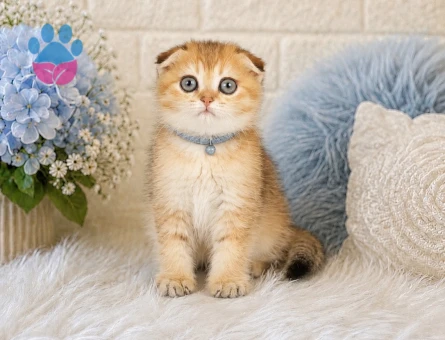 Golden Scottish Fold 2 Aylık baby Face Yavrumuz