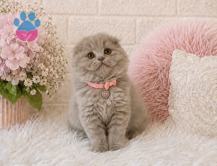 Scottish Fold Longhair Güzelliğimiz 2 Aylık - 4454
