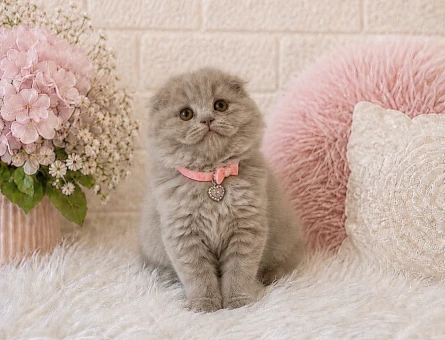Scottish Fold Longhair Güzelliğimiz 2 Aylık - 4454