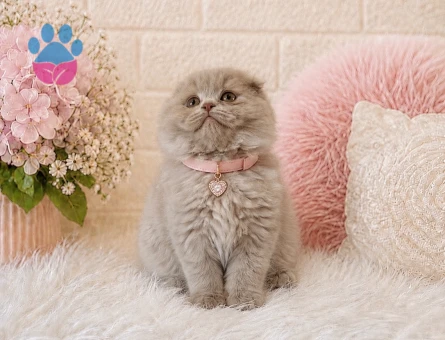 Scottish Fold Longhair Güzelliğimiz 2 Aylık