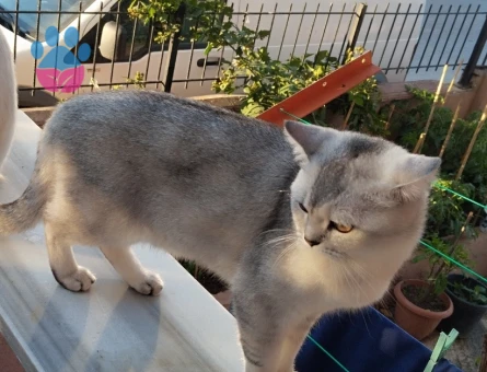 British Shorthair dişi kedi