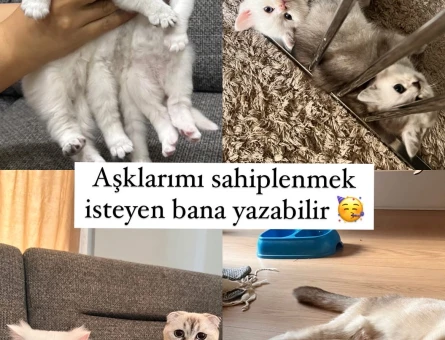 British ve Scottish bebekler 2 beyaz 1 gri Mavi göz