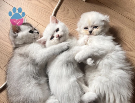 British ve Scottish bebekler 2 beyaz 1 gri Mavi göz