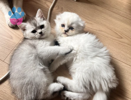 British ve Scottish bebekler 2 beyaz 1 gri Mavi göz