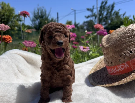 Kore Kanı Dark Red Brown Yavrular