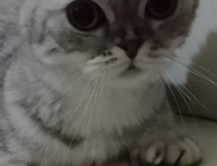 Scottish Fold Yavru Yeni yuva arıyor - 4971