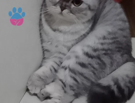 Scottish Fold Yavru Yeni yuva arıyor