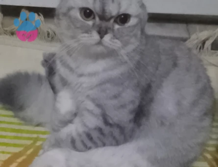 Scottish Fold Yavru Yeni yuva arıyor