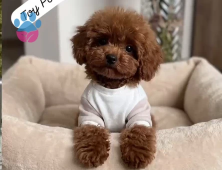 TOY POODLE SEVİMLİ YAVRULAR EV ÜRETİMİ
