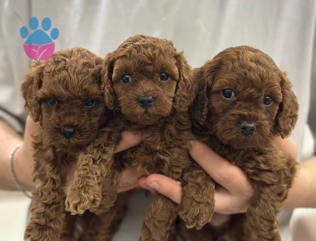 TOY POODLE SEVİMLİ YAVRULAR EV ÜRETİMİ