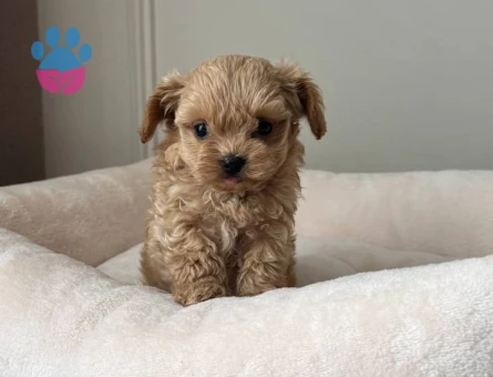 MALTİPOO CİNSİ YAVRULAR EV ÜRETİMİ