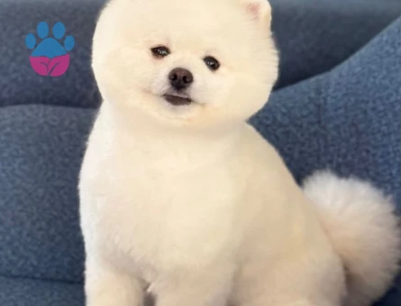POMERRİAN boo yavrular