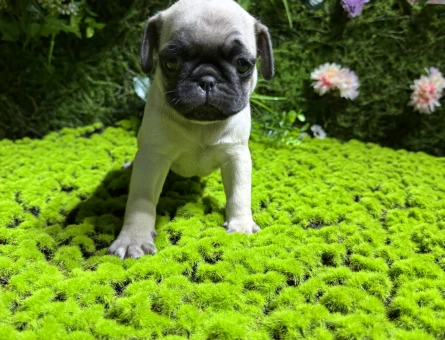 SİMİT KUYRUK PUG BEBEKLER - 4981