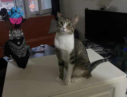 tekir kedi 2 yaşında