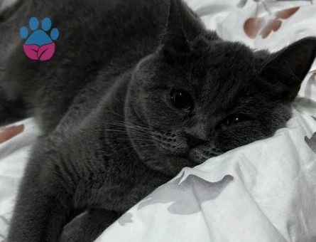British Shorthair 1 Yaşında Eş Arıyor