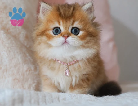 Gören Hayran Kalıyor! British Longhair Golden Dişi