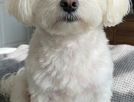 maltese terrier yavrularımız - 6350