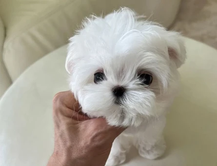 bebek maltese terrier yavrular - 6359