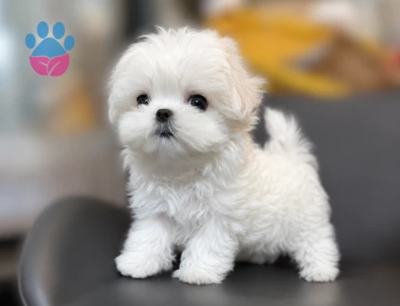 baby face maltese terrier yavrular