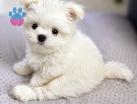 maltese terrier bebekler