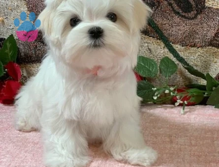 teacup maltese yavrular - 6363