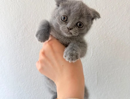 2 Aylık Scottish Fold Kedim Yuva Arıyor - 6366