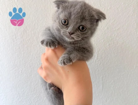 2 Aylık Scottish Fold Kedim Yuva Arıyor