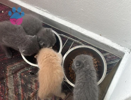2 Aylık Scottish Fold Kedim Yuva Arıyor