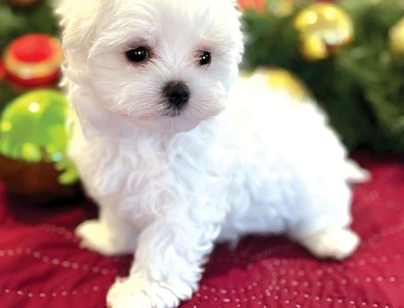 yavru maltese terrier bebekler - 6364