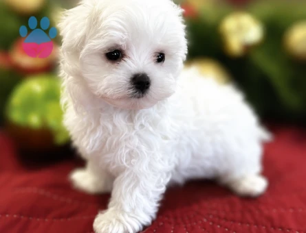 yavru maltese terrier bebekler