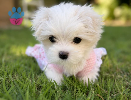 baby maltese yavrular