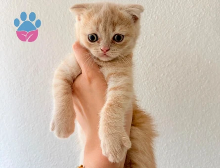 2 Aylık Scottish Fold Kedim Yuva Arıyor