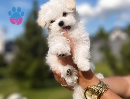maltese terrier yavrular