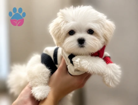 baby face maltere terrier