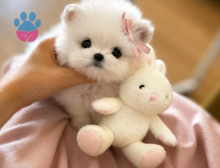 maltese terrier bebekler