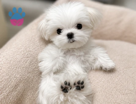 maltese terrier bebeklerimiz