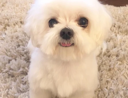 maltese terrier bebeklerimiz - 6377