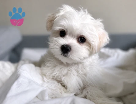 baby face teacup maltese terrier yavrular
