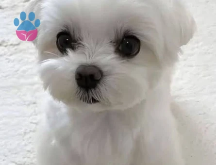 maltese terrier bebeklerimiz - 6382