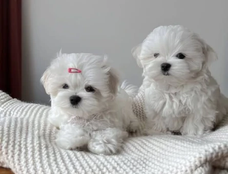 baby face maltese bebekler - 6386