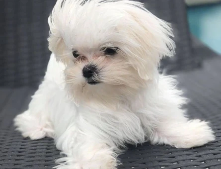 mini mini maltese terrier bebekler - 6389